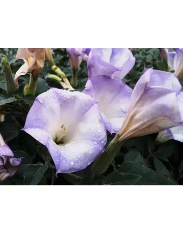 DATURA, 'LA FLEUR LILAC', 1G