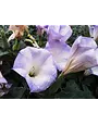 DATURA, 'LA FLEUR LILAC', 1G