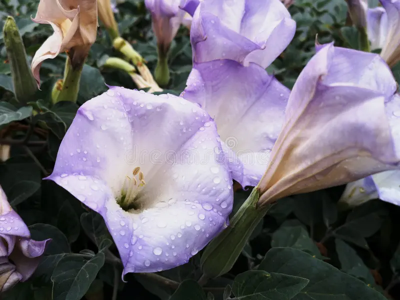 DATURA, 'LA FLEUR LILAC', 1G
