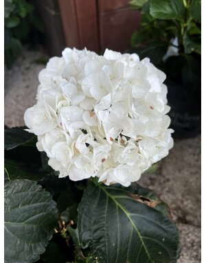 HYDRANGEA, 'ZEBRA', 3G