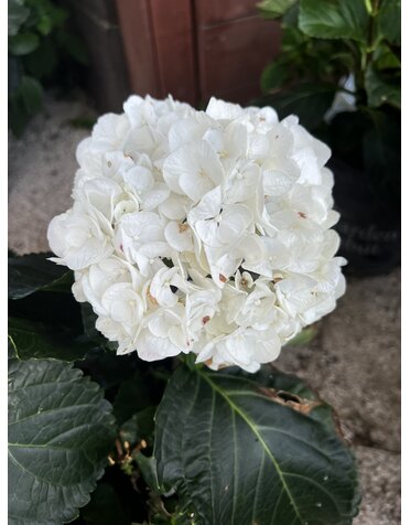 HYDRANGEA, 'ZEBRA', 3G