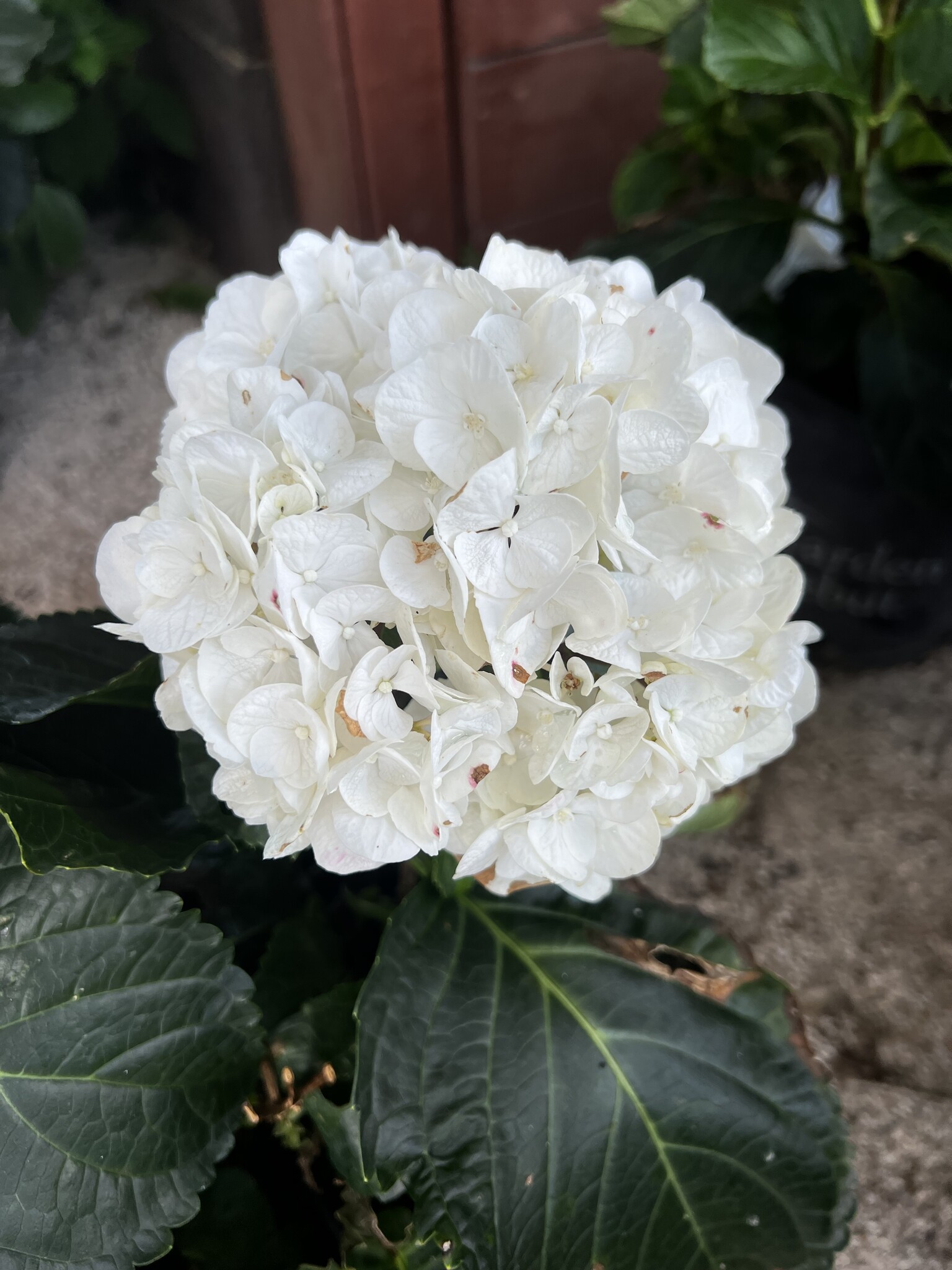 HYDRANGEA, 'ZEBRA', 3G