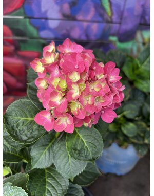 HYDRANGEA, 'CHERRY EXPLOSION', 3G*