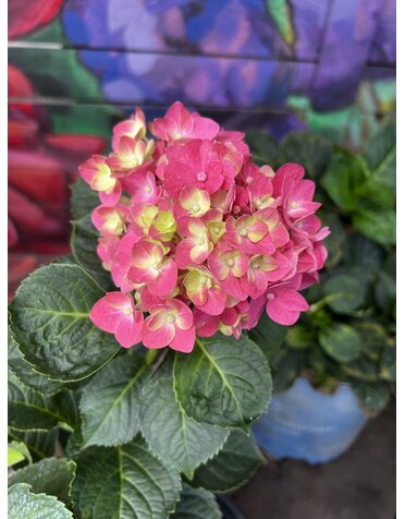 HYDRANGEA, 'CHERRY EXPLOSION', 3G*