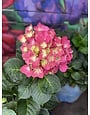 HYDRANGEA, 'CHERRY EXPLOSION', 3G*
