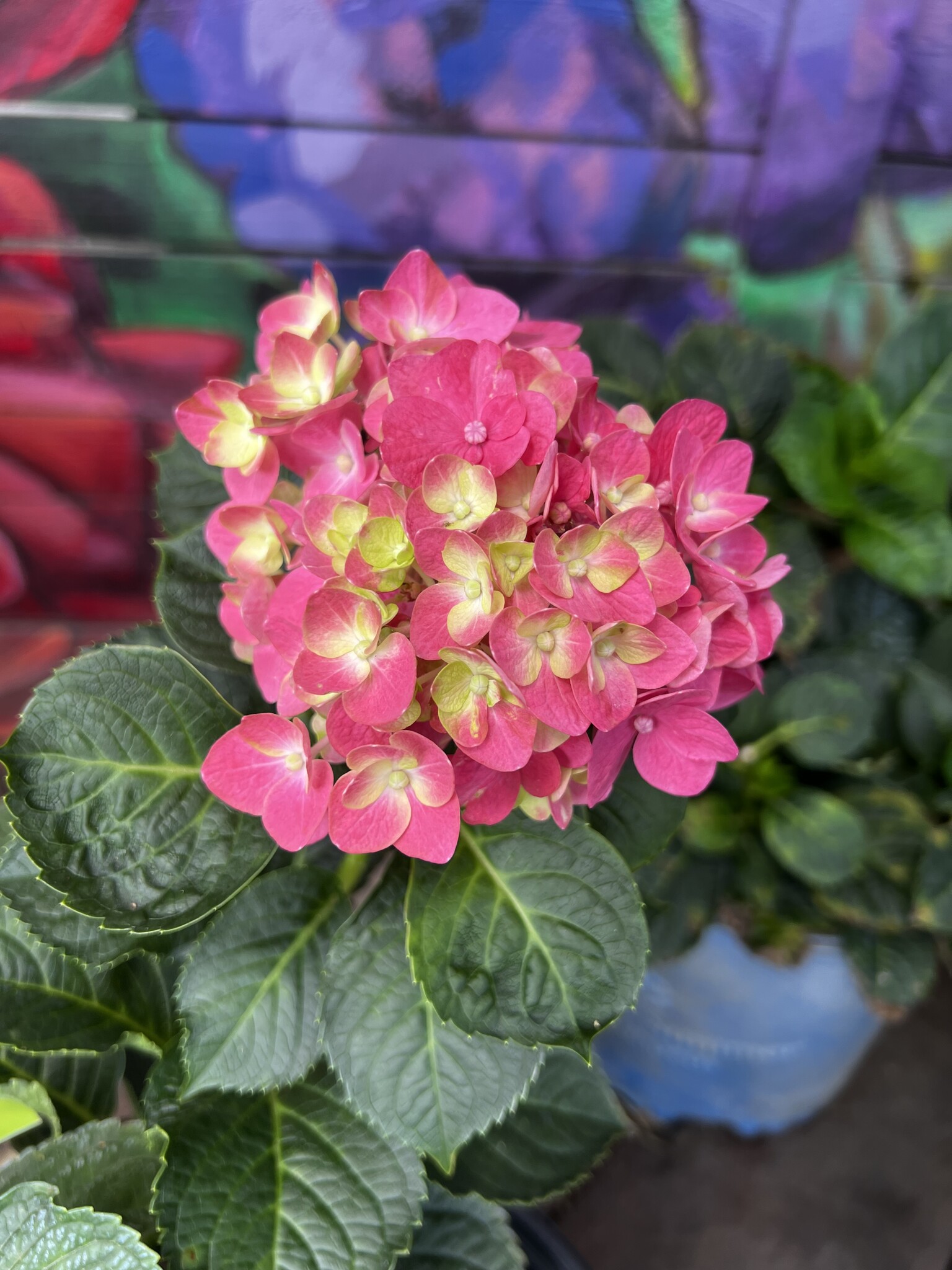 HYDRANGEA, 'CHERRY EXPLOSION', 3G*