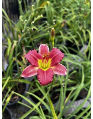 DAYLILY, 'PARDON ME', 1G*
