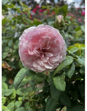 ROSE, 'SCENTUOUS', 3G