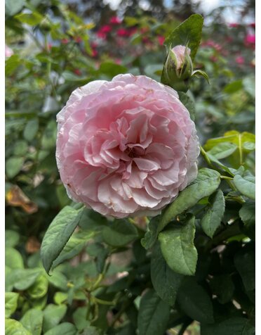 ROSE, 'SCENTUOUS', 3G