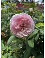ROSE, 'SCENTUOUS', 3G