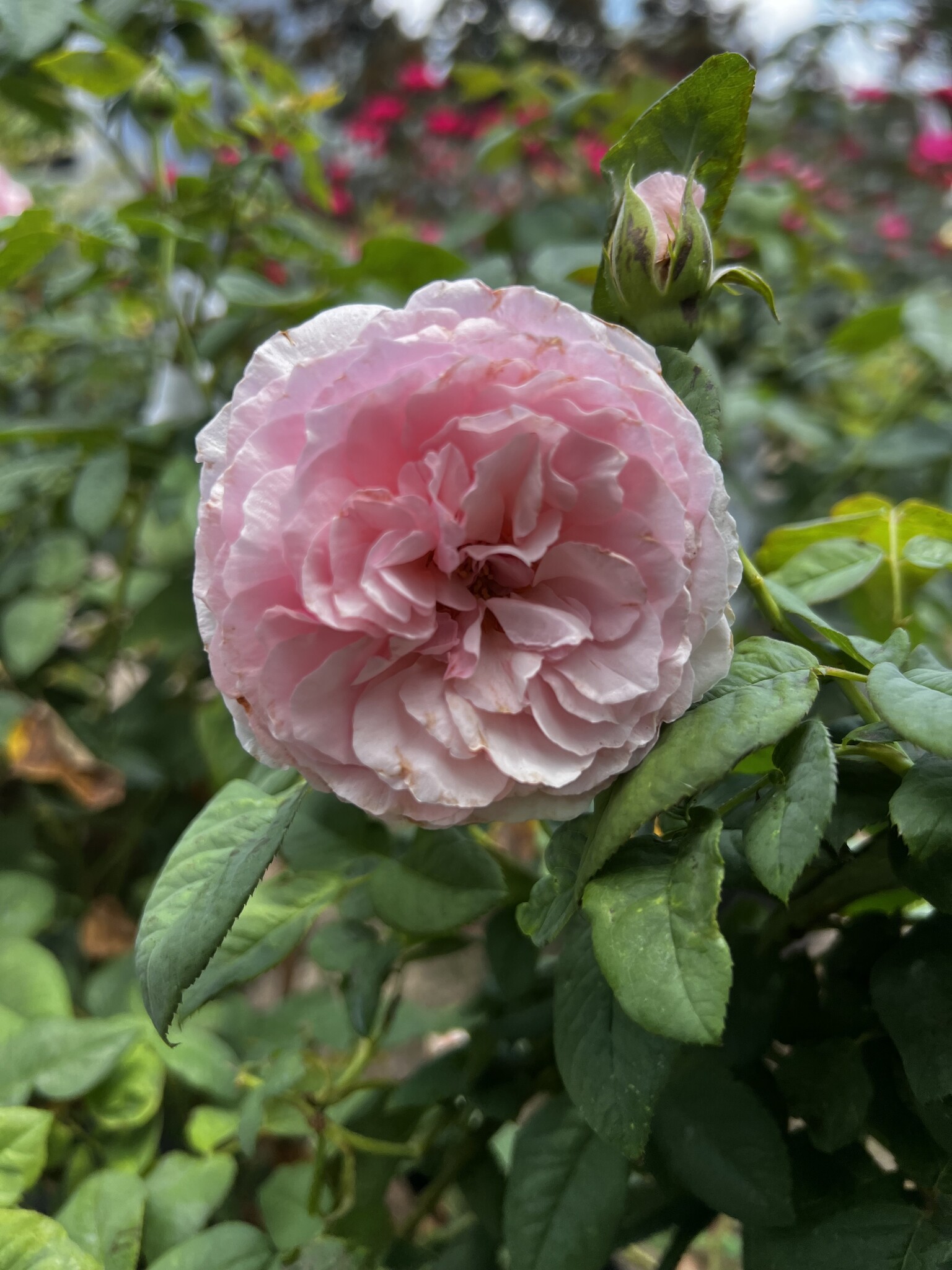 ROSE, 'SCENTUOUS', 3G