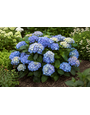 HYDRANGEA, 'iBLOOM AZURE SKIES', 3G