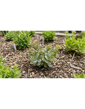 SEDUM, 'VERA JAMESON', 1G