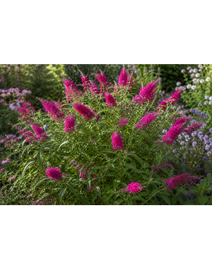 BUDDLEIA, 'LO & BEHOLD RUBY CHIP', BUTTERFLY BUSH, 3G