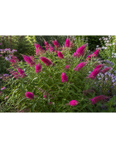 BUDDLEIA, 'LO & BEHOLD RUBY CHIP', BUTTERFLY BUSH, 3G