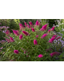 BUDDLEIA, 'LO & BEHOLD RUBY CHIP', BUTTERFLY BUSH, 3G