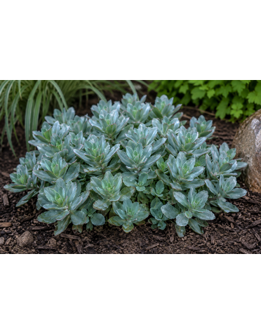 SEDUM, 'MARINA', 1G