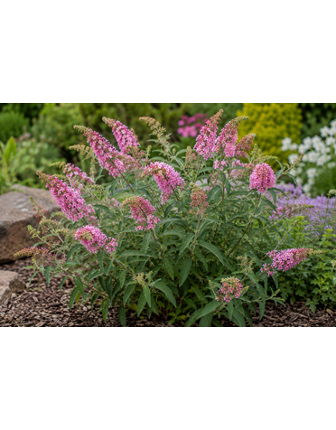 BUDDLEIA, 'PINK DELIGHT', BUTTERFLY BUSH, 3G