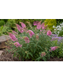 BUDDLEIA, 'PINK DELIGHT', BUTTERFLY BUSH, 3G
