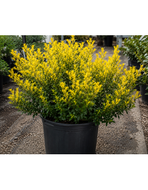 HOLLY, 'GOLDEN HOOGENDORN', 7G