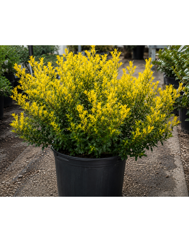 HOLLY, 'GOLDEN HOOGENDORN', 7G