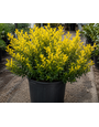 HOLLY, 'GOLDEN HOOGENDORN', 7G