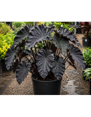 COLOCASIA, 'BLACK RIPPLE', 1G