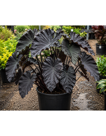 COLOCASIA, 'BLACK RIPPLE', 1G
