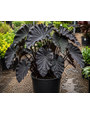 COLOCASIA, 'BLACK RIPPLE', 1G