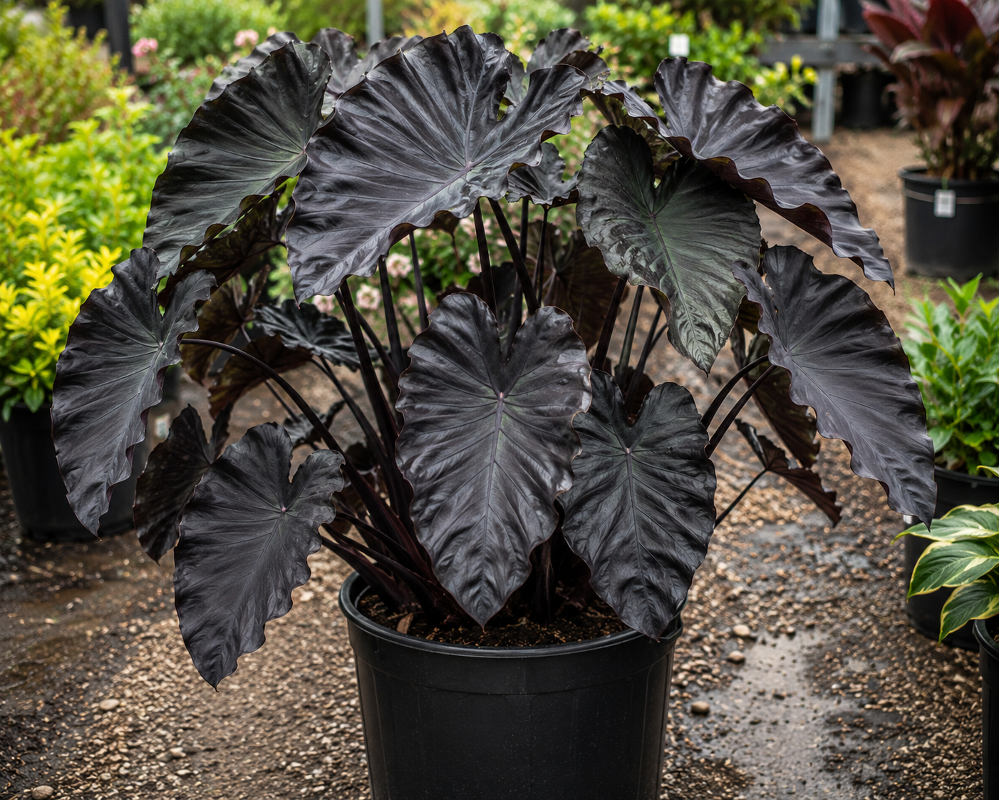 COLOCASIA, 'BLACK RIPPLE', 1G