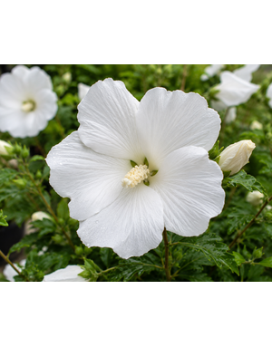 ALTHEA, 'WHITE ANGEL', 3G
