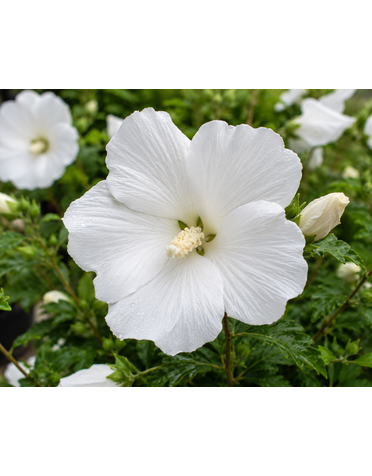 ALTHEA, 'WHITE ANGEL', 3G