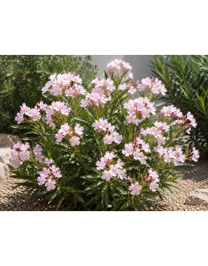 OLEANDER, 'PETITE PINK', 7G