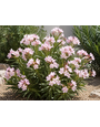 OLEANDER, 'PETITE PINK', 7G