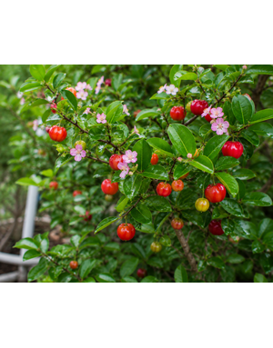 MALPIGHIA - BARBADOS CHERRY 1G