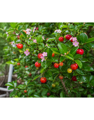 MALPIGHIA - BARBADOS CHERRY 1G