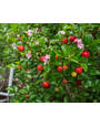 MALPIGHIA - BARBADOS CHERRY 1G