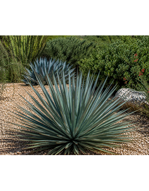 YUCCA, 'RANCHO BLUE', 5G