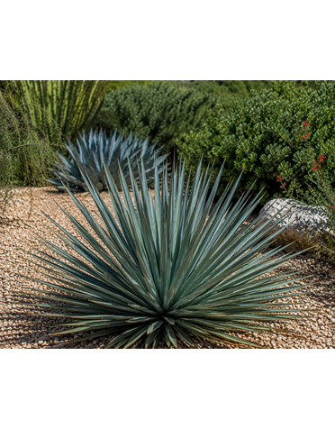 YUCCA, 'RANCHO BLUE', 5G