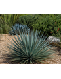 YUCCA, 'RANCHO BLUE', 5G