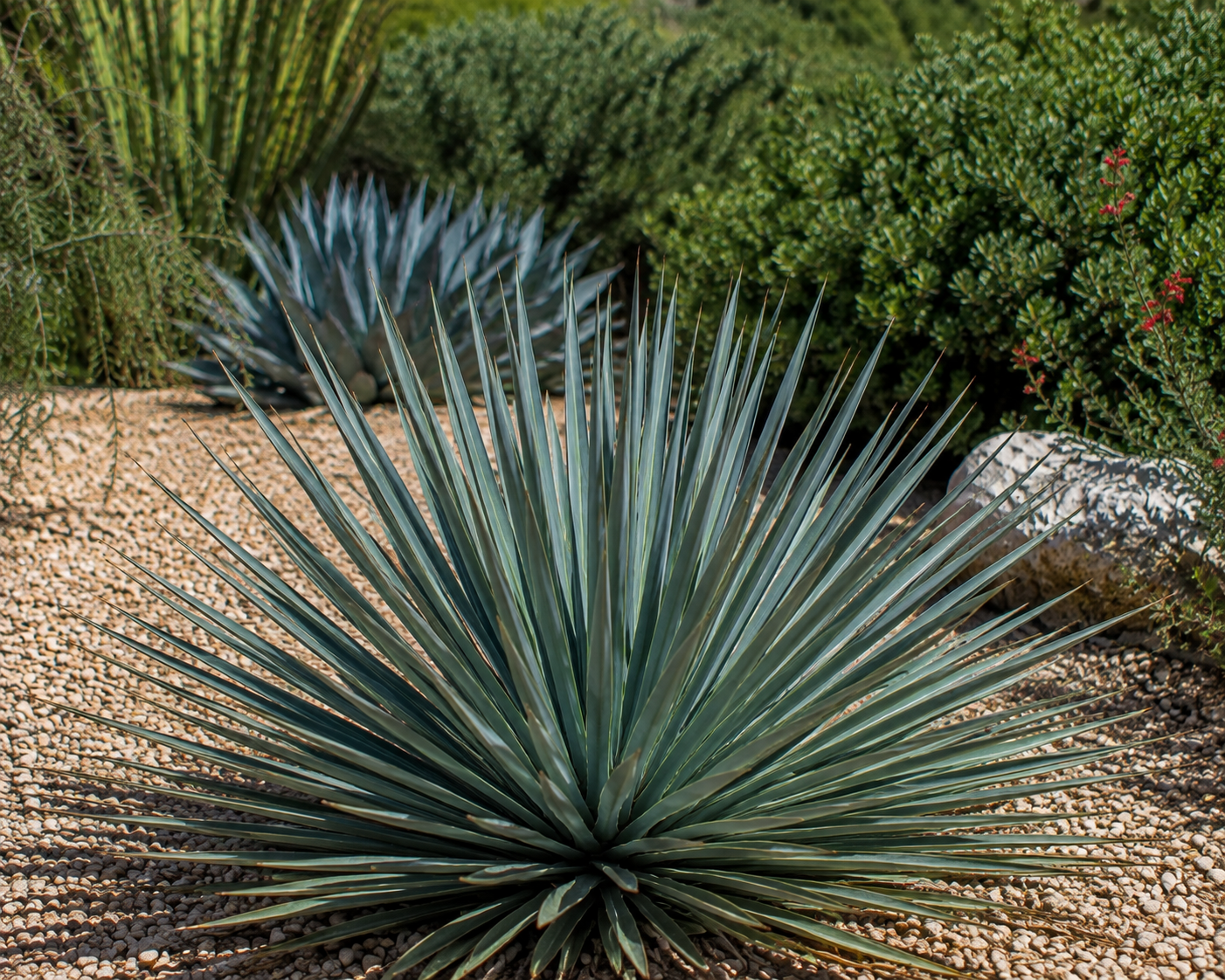 YUCCA, 'RANCHO BLUE', 5G