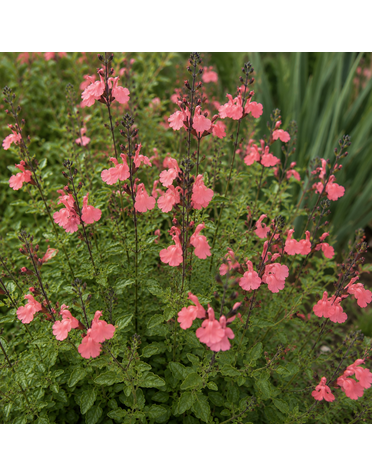 SALVIA, 'GREGGII MIRAGE SALMON', 1G
