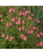 SALVIA, 'GREGGII MIRAGE SALMON', 1G