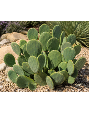 CACTUS, 'OPUNTIA SPINELESS', 5G
