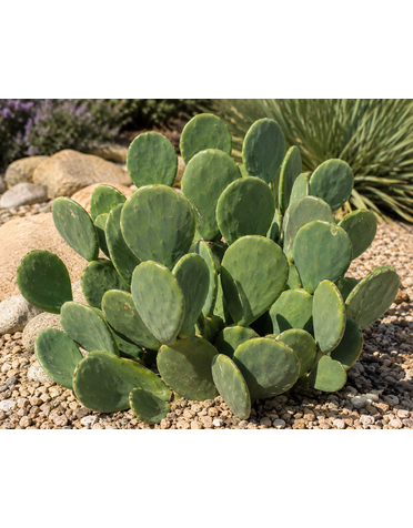 CACTUS, 'OPUNTIA SPINELESS', 5G