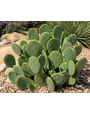 CACTUS, 'OPUNTIA SPINELESS', 5G