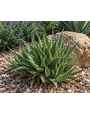 ALOE, 'HEDGEHOG', 1G