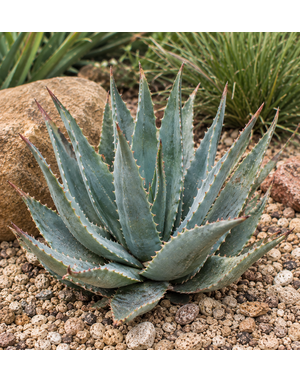 ALOE, 'BLUE ELF', 1G