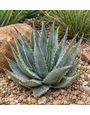 ALOE, 'BLUE ELF', 1G