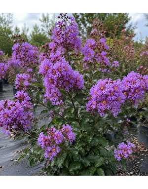 CRAPE MYRTLE, 'THUNDERSTRUCK LAVENDER SKIES', 15G*